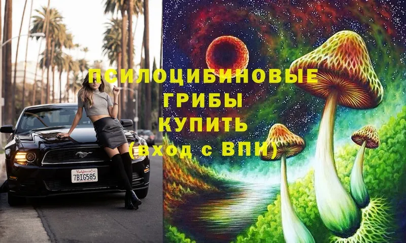 сколько стоит  Баксан  Псилоцибиновые грибы Psilocybe 